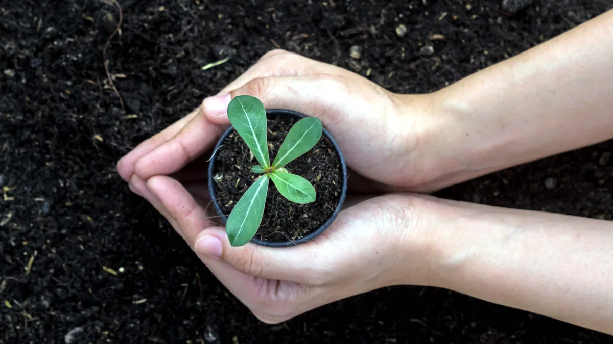 Two hands gently cradling a small green seedling rising from rich dark soil.