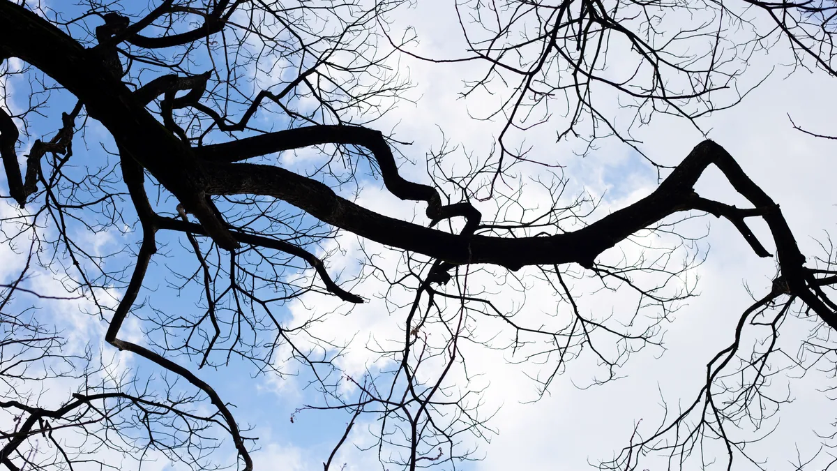 Young tree branches reaching outward in many directions against a pale blue sky.