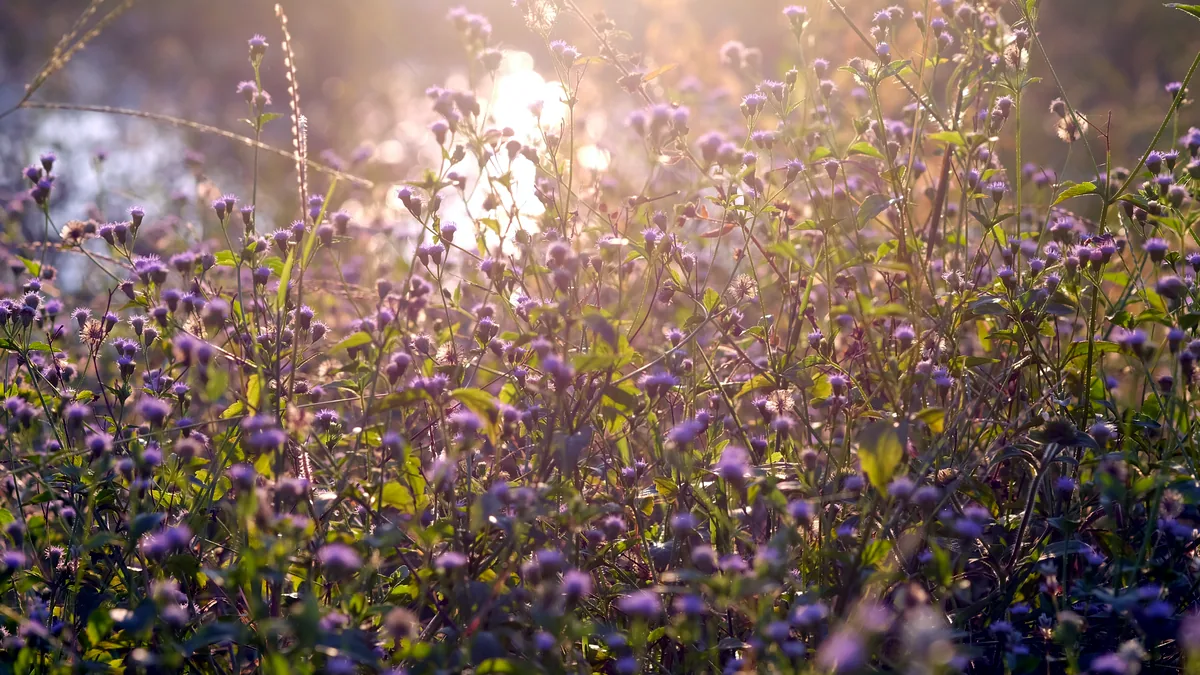 A sunlit field of wildflowers swaying gently in a warm summer breeze.